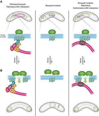 Beyond tradition: exploring the non-canonical functions of telomeres in meiosis